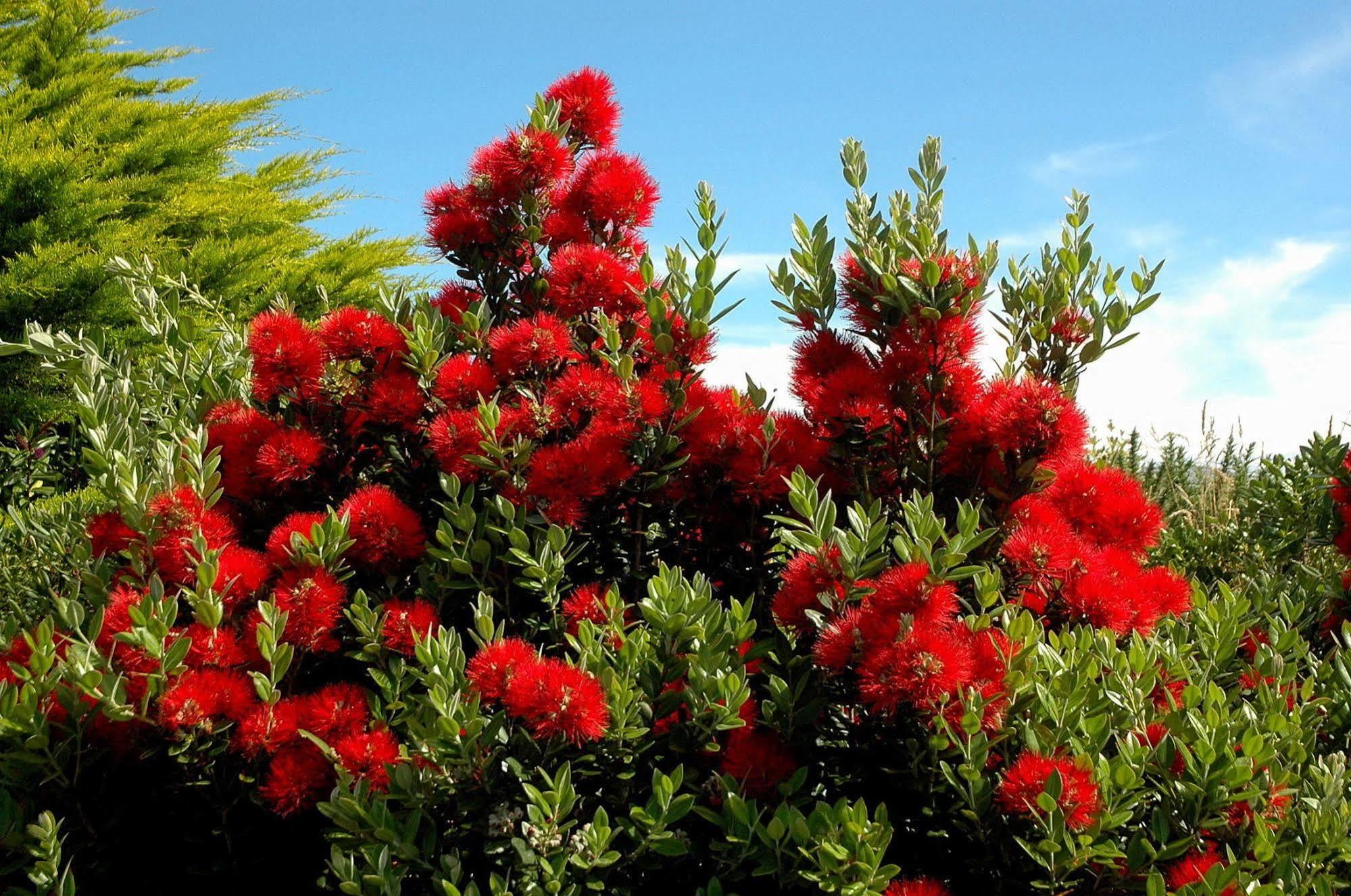 Shining Star Beachfront Accommodation Hokitika Exterior foto